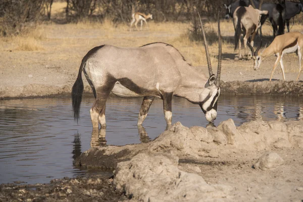 vahşi yaşam Kalahari