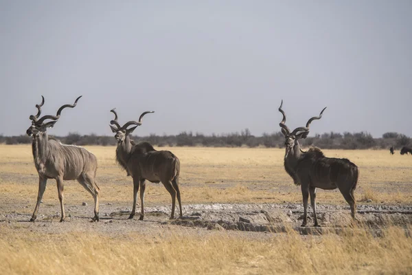 Vida silvestre del Kalahari — Foto de Stock