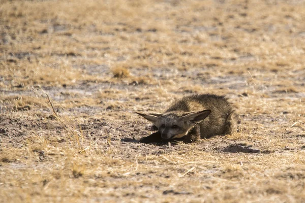 칼라하리의 야생 동물 — 스톡 사진