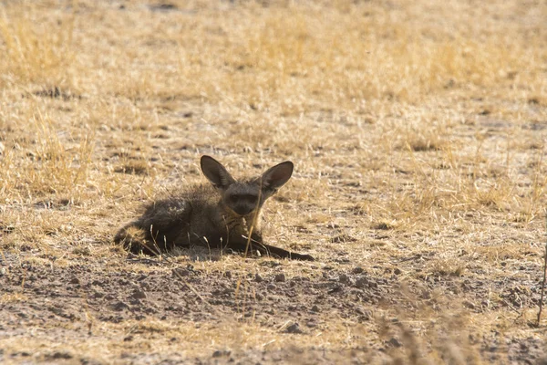 Wildlife Kalahari — Stock fotografie