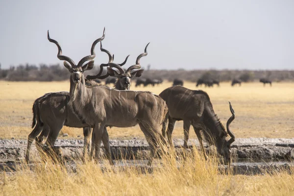 Vida silvestre del Kalahari — Foto de Stock