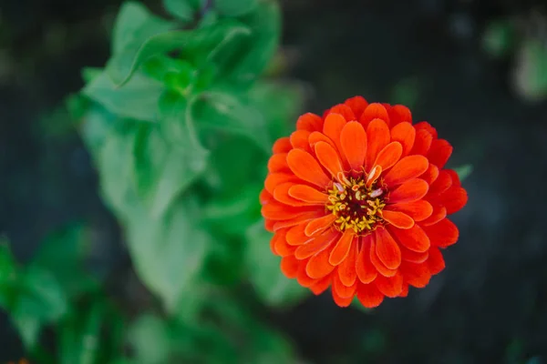 Kırmızı çiçek zinnia — Stok fotoğraf