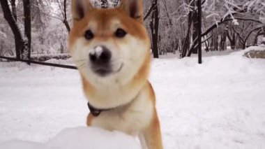 Şirin, kırmızı köpek yüzlü, Shiba Inu 'yu besleyen, kar kokusu alan. Karların altındaki ağaçlar