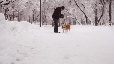 Kış günü, kar. Parkta köpekle oynayan adam, Shiba Inu 'yu çiftleştirdi. 4k