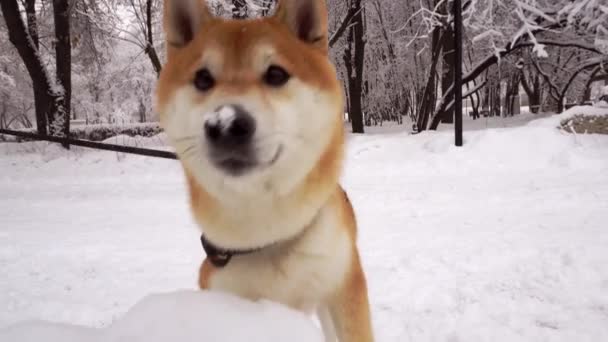 Cute, red dog face, breed Shiba Inu, sniffs drifts of snow. Trees under the snow — Stock Video