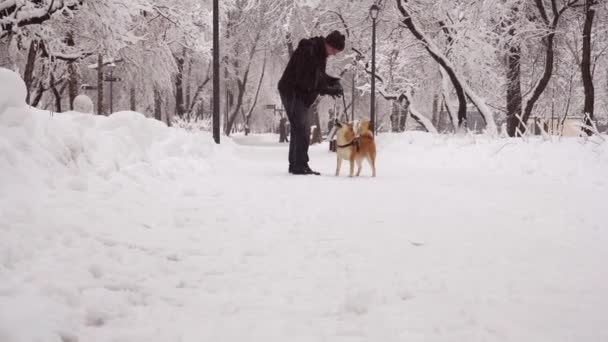Hari musim dingin, salju turun. Manusia di taman bermain dengan anjing, berkembang biak Shiba Inu. 4K — Stok Video