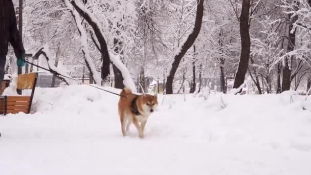 Um homem a passear um cão. Dia de inverno, nevasca, tudo está coberto de neve. 4K — Vídeo de Stock