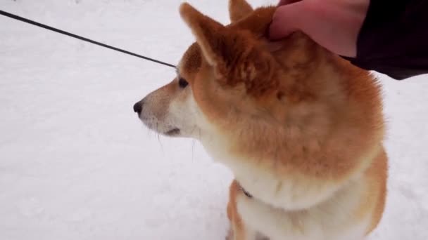 Homem, acaricia um cão, coça a orelha. Close-up. Dia de inverno. Shiba Inu. 4K — Vídeo de Stock