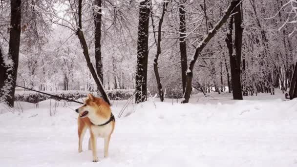 Hund av röd färg, Shiba Inu ras, närbild, framifrån. Vinterdag, snöfall 4k — Stockvideo