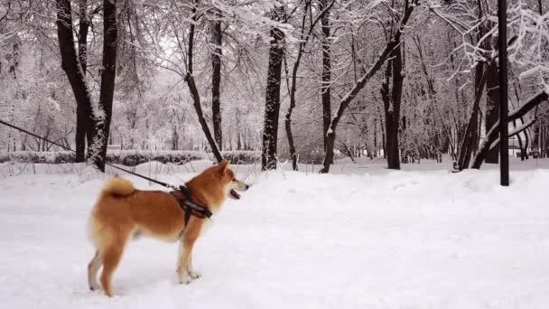 Cão de cor vermelha, raça Shiba Inu, close-up, vista lateral. Dia de inverno, queda de neve. 4K — Vídeo de Stock
