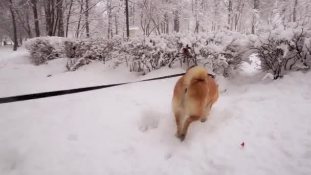 Vinterdag. Hund gör sin väg genom snön driver och passerar genom buskar — Stockvideo