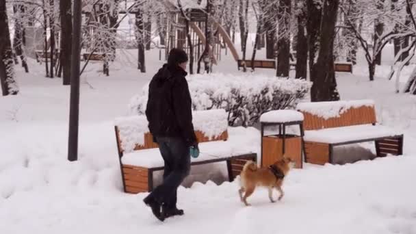 Musim dingin, hari bersalju. Seorang pria dengan anjingnya, berkembang biak Shiba Inu, berjalan di taman. 4K — Stok Video