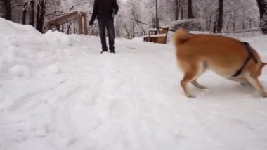 Neşeli köpek, eğleniyor ve bir adamın etrafında koşuyor. Kar yağıyor. Kış. Shiba Inu