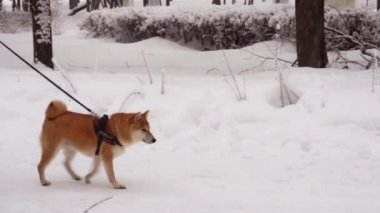 Köpeği gezdiren bir adam. Kış günü, kar, her yer karla kaplı. 4k