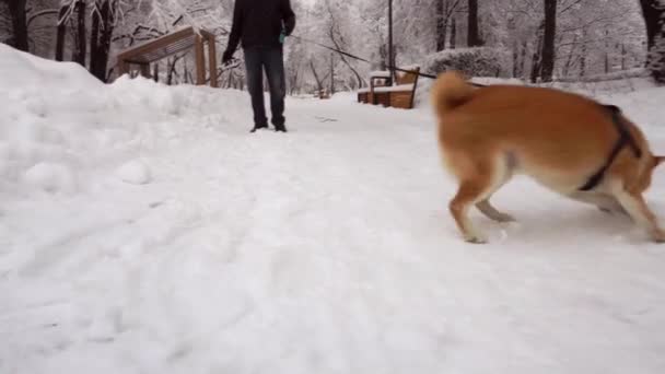 楽しいし、男の周りを実行している陽気な犬。雪が降ってる冬だ芝犬 — ストック動画