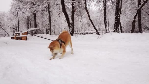 Pes plemeno Shiba Inu, baví hrát si se sněhem. Zimní den. Stromy pod sněhem — Stock video