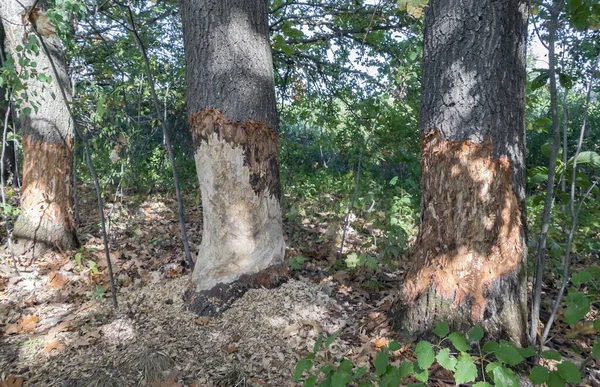 거대하고 튼튼 한 오래 된 오크 나무를 뜯어먹은 비버 — 스톡 사진