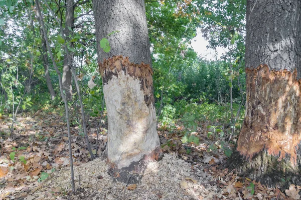 거대하고 튼튼 한 오래 된 오크 나무를 뜯어먹은 비버 — 스톡 사진