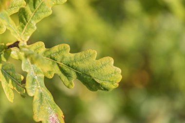 Sonbahar güneşinde çiyin içindeki meşe yaprakları