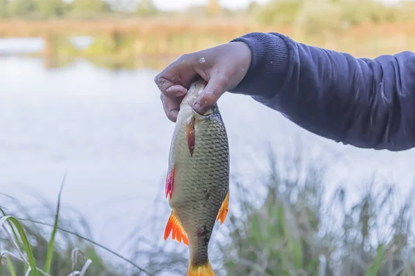 A roach fish in the hand of a fisherman teenage boy