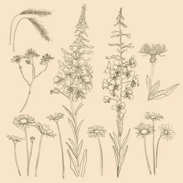 Skizze Von Wildblumen Und Kräutern Kamille Weizen Blumen — Stockvektor