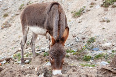 Eşek (Equus asinus asinus)