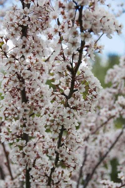 Bella primavera prugna fiorita — Foto Stock