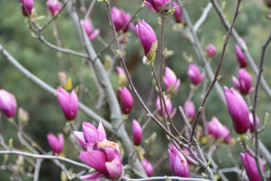 Çiçekli Pembe Manolya