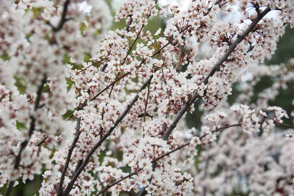 Beautiful apple tree blossom — Stock Photo, Image