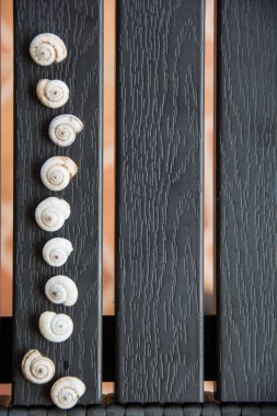 Siyah ahşap üzerine güzel deniz kabuklarını