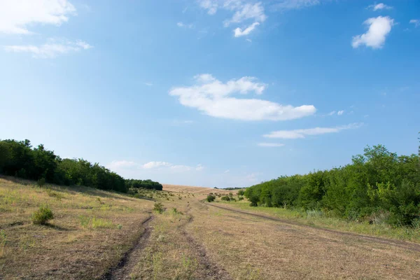 Pure summer nature and calm field