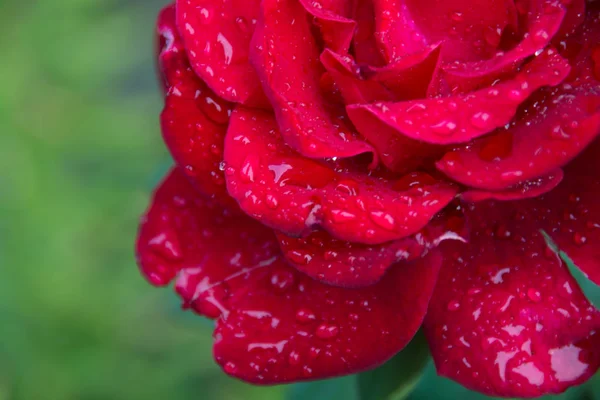 Regentropfen auf einer Rose mit grünem Gartenhintergrund — Stockfoto