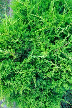 Yeşil Mazı ağacının