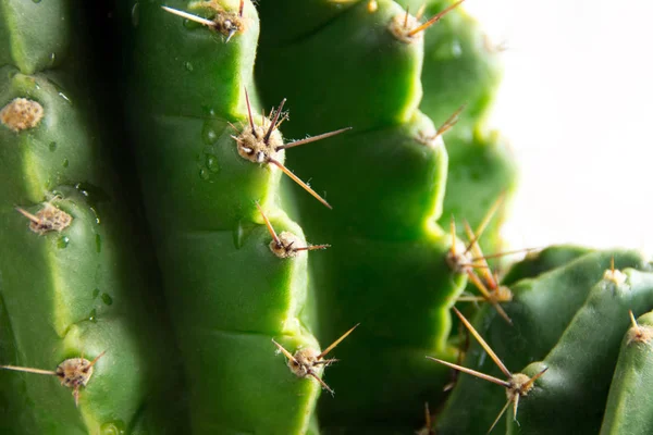 Cactus Verde Estudio Sobre Fondo Blanco Imágenes De Stock Sin Royalties Gratis