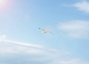 beautiful flight of a seagull in the blue sky, on a clean background, close-up.