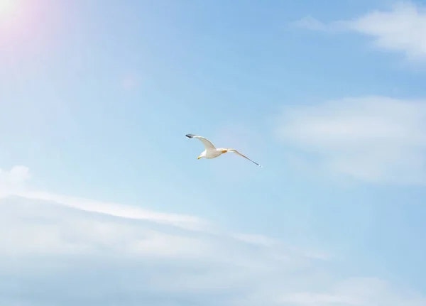 Belo voo de uma gaivota no céu azul, em um fundo limpo, close-up . — Fotografia de Stock