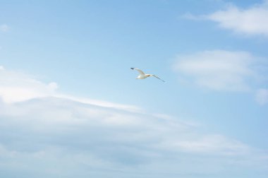 beautiful flight of a seagull in the blue sky, on a clean background, close-up.