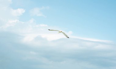 beautiful flight of a seagull in the blue sky, on a clean background, close-up.