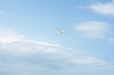 beautiful flight of a seagull in the blue sky, on a clean background, close-up.