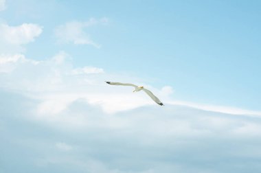 beautiful flight of a seagull in the blue sky, on a clean background, close-up.