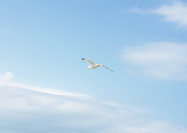 beautiful flight of a seagull in the blue sky, on a clean background, close-up.