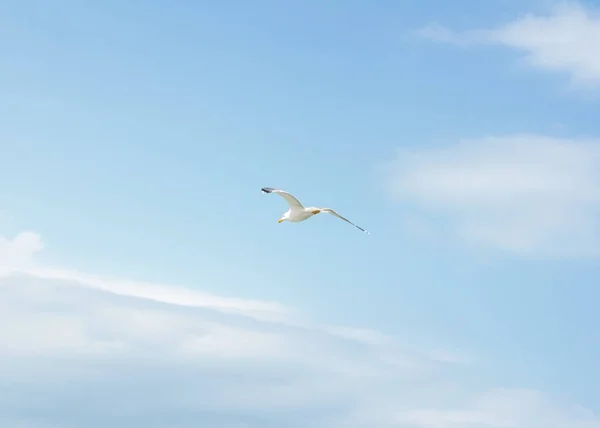 Bel volo di un gabbiano nel cielo blu, su uno sfondo pulito, primo piano . — Foto Stock