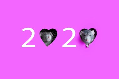 2020 sayısı, farelerin dikizlediği sayılar ve vizon kalplerden oluşuyor. Magenta geçmişi. Fare 2020 'nin bir sembolü. Uzayı kopyala Çin Yeni Yılı.
