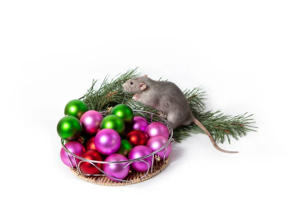 Cute pet. Charming rat Dumbo sits next to Christmas decorations and a pine branch. New Year card. 2020 - Year of the rat. — Stock Photo, Image