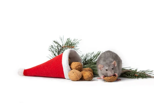 Dumbo de rat décoratif grignote une noix sur un fond blanc isolé. A proximité se trouve un chapeau de Père Noël et une branche de pin. 2020 - année du rat. Espace de copie — Photo