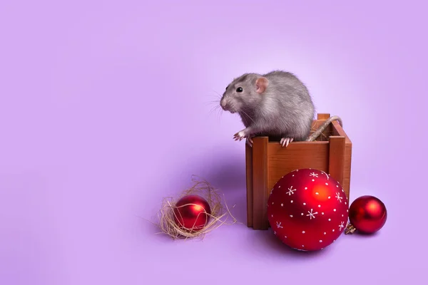 Charming pet. Decorative rat Dumbo is sitting on a wooden box. Lilac background. Christmas red toys. Year of the rat. Chinese New Year. — Stock Photo, Image