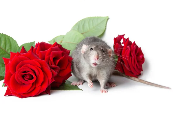 Encantador dumbo de rata sobre un fondo blanco aislado junto a rosas rojas frescas. Tarjeta de felicitación. Año de la rata. Hermosa mascota . — Foto de Stock