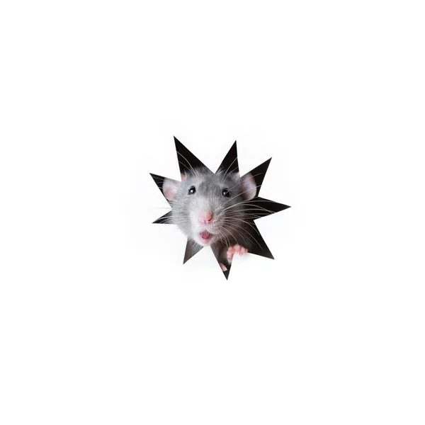 Очаровательная тупая крыса выглядывает из норки в форме звезды. Очаровательная тупая крыса выглядывает из норки в форме звезды. Белый изолированный фон. Год крысы . — стоковое фото