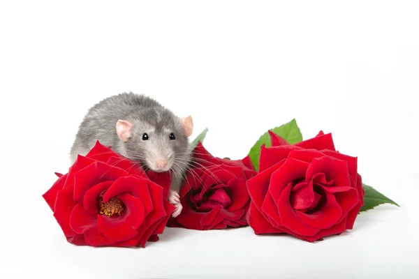 Encantador dumbo de rata sobre un fondo blanco aislado junto a rosas rojas frescas. Tarjeta de felicitación. Año de la rata. Hermosa mascota . — Foto de Stock