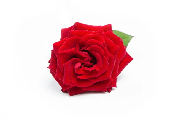 Fresh red rose on a white isolated background. — Stock Photo, Image